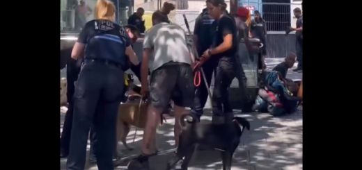 Saisie de chiens de SDF à Rennes