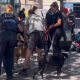 Saisie de chiens de SDF à Rennes